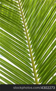 Palm leaf, close up
