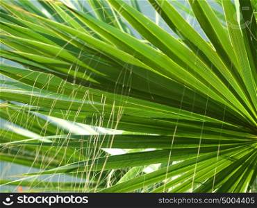 palm leaf. close up