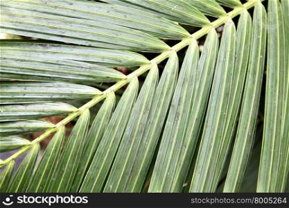 Palm leaf close-up, may be used as background