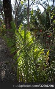 Palm leaf in the jungle in Costa Rica
