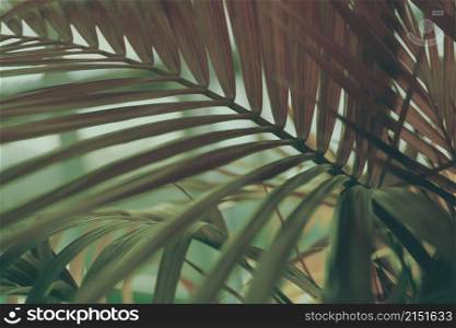 Palm leaf in tropical forest plants. Nature dark brown, green dusk film color background.