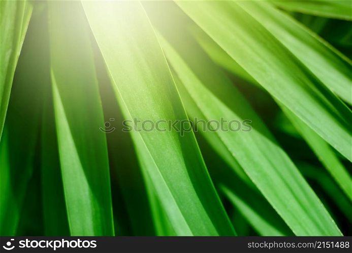 Palm leaf in tropical forest plants. Nature light green horizontal background. Soft focus.