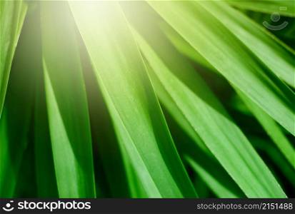 Palm leaf in tropical forest plants. Nature light green horizontal background. Soft focus.