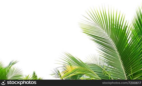 palm leaf isolate on white background