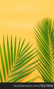 Palm leaf isolated on orange background. Summer background concept.. Palm leaf isolated on orange background.