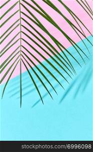 Palm leaf on a double pink blue cardboard background with a copy of the spaciousness and shadow pattern.. Exotic palm leaf on a double blue-pink paper background with a copy of space and reflection of the shadows.