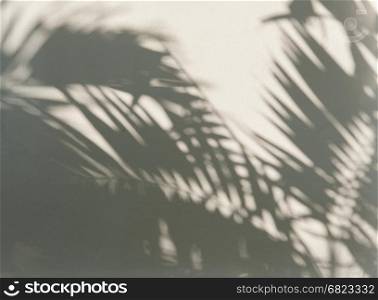 Palm leaf shadows on a white wall