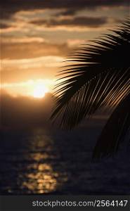 Palm leaf silhouette against sunset over ocean in Maui, Hawaii, USA.