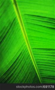 Palm leaf, Tropical Green, Summer Time