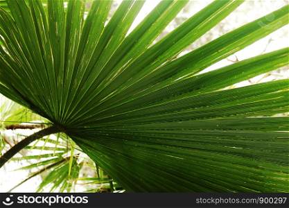 palm leafy plant texture. summer concept.photo wallpapers. palm leafy plant texture. summer concept. photo wallpapers