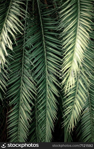 Palm leaves and branches at sunlight with texture background.