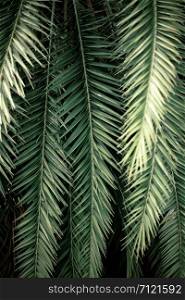 Palm leaves and branches at sunlight with texture background.