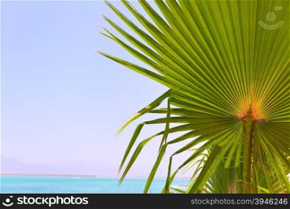 Palm leaves and sea, may be used as background