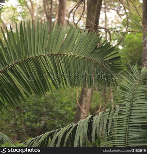 Palm leaves in Costa Rica
