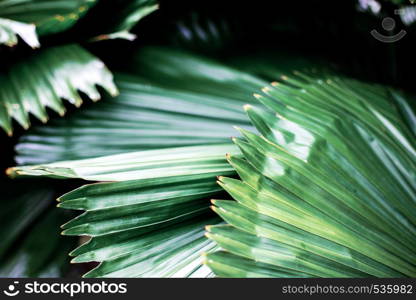 Palm leaves in garden with texture background.