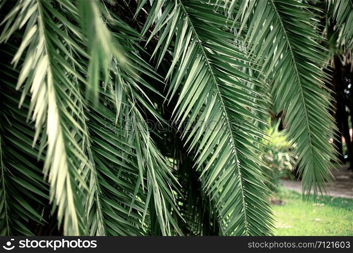 Palm leaves in park with the green background.