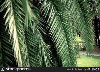 Palm leaves in park with the green background.