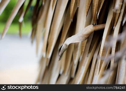 Palm leaves of dries in park with the sunlight.