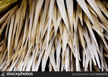 Palm leaves of dries with texture background.