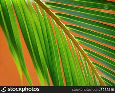 Palm leaves on orange background.