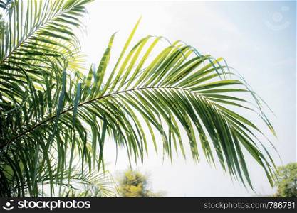 Palm leaves on tree in park with the sky.
