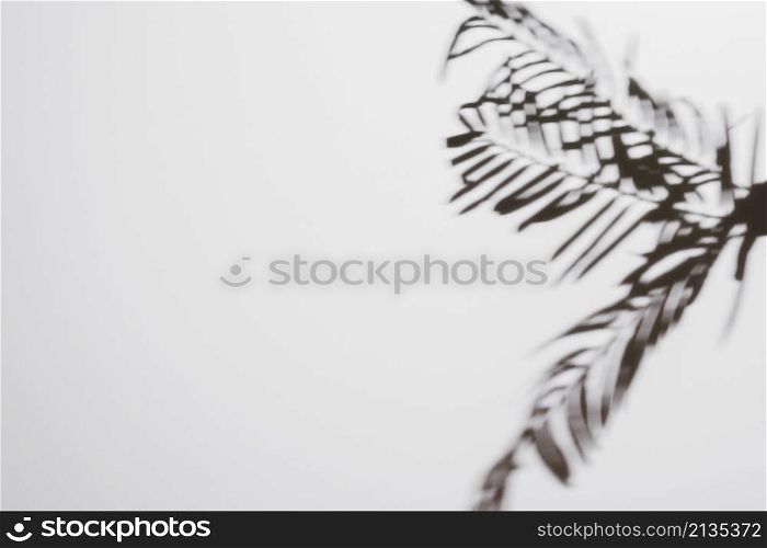 palm leaves shadows isolated white backdrop