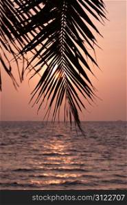 Palm leaves silhouette over sunset