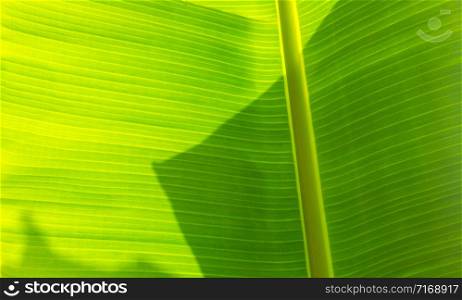 Palm leaves texture with shadow, background