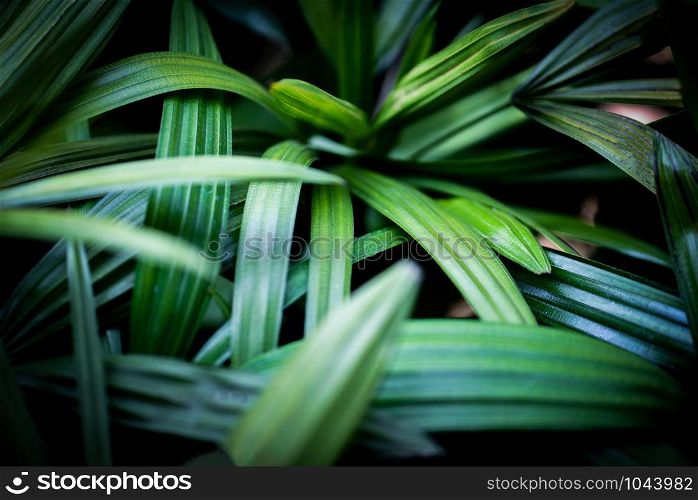 palm leaves tropical plant close up green leaf in the jungle foliage dark background