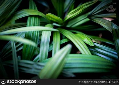 palm leaves tropical plant close up green leaf in the jungle foliage dark background