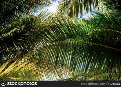 Palm leaves with background at sky in summer.