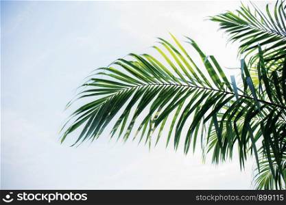 Palm leaves with the blue sky in summer.