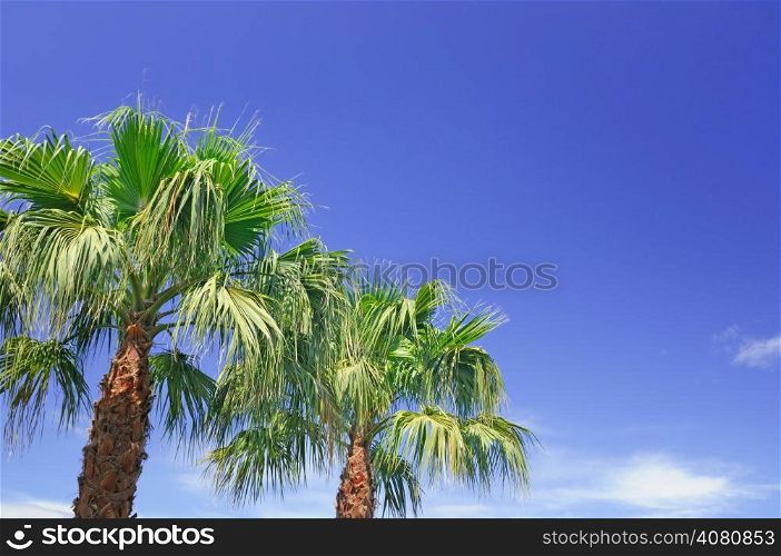 palm on background of blue sky
