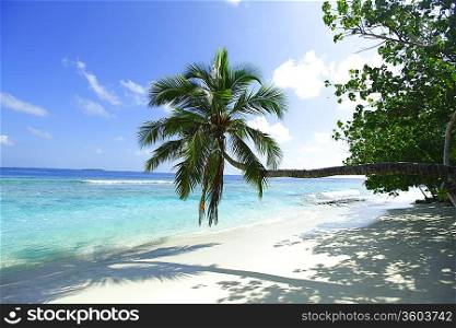 Palm on beach and sea background