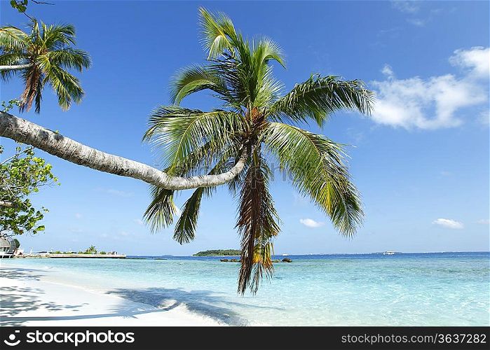 Palm on beach and sea background