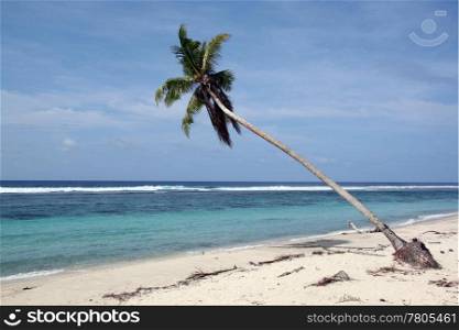 Palm on the white sand beach on the coast in Upolu, Samoa