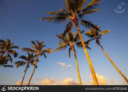 Palm. Palm shadow on the sandy beach