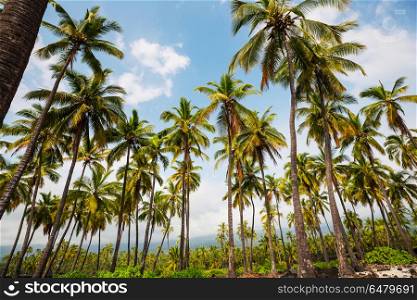 Palm. Palm shadow on the sandy beach