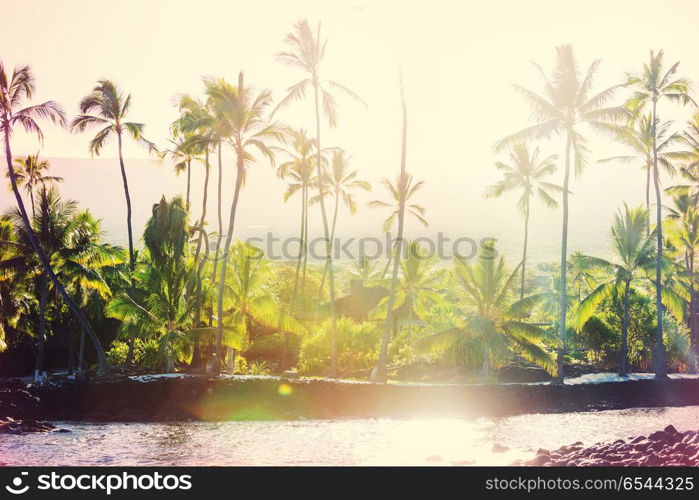 Palm. Palm shadow on the sandy beach