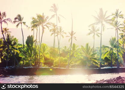 Palm. Palm shadow on the sandy beach