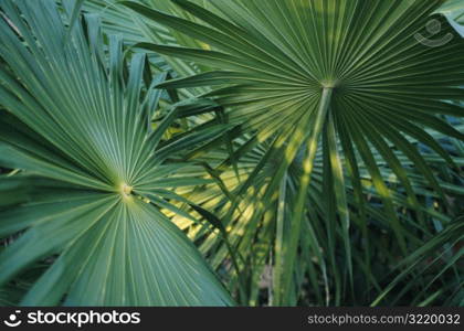 Palm Plant