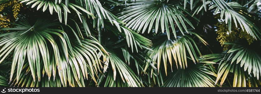 Palm plant leaf ecology. Summer tropical background. Palm plant leaf ecology