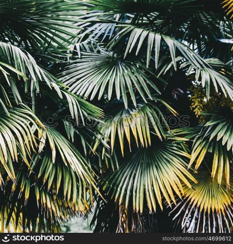 Palm plant leaf ecology. Summer tropical background. Palm plant leaf ecology