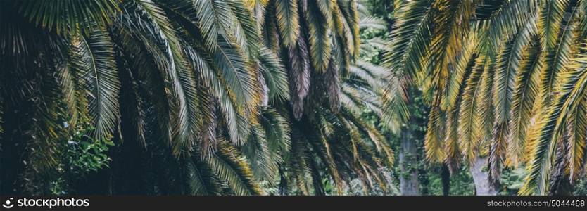 Palm plant leaf ecology. Summer tropical background. Palm plant leaf ecology
