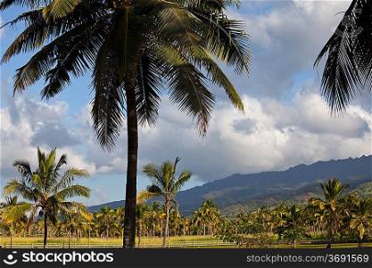 Palm plantation on Hawaii