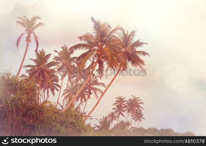 Palm plantation on tropical island