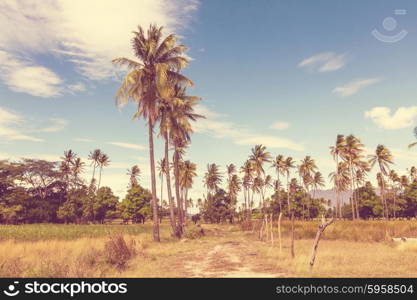 Palm plantation on tropical island