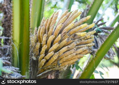 Palm plantation, Palm oil flower on the crops in green, tropical tree plant palm fruit tree fields nature agricultural farm