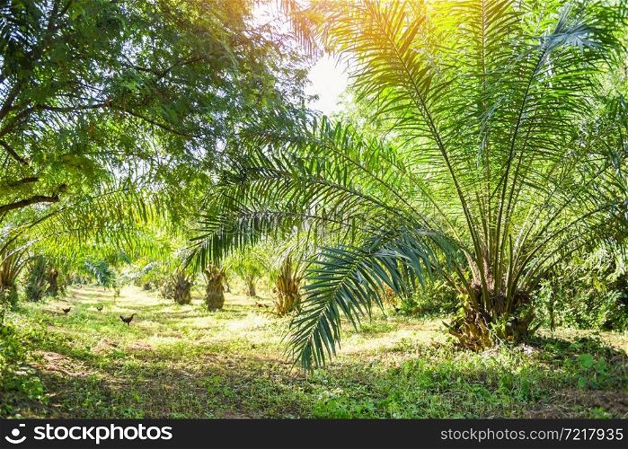 Palm plantation, Palm oil of crops in green, tropical tree plant palm tree fields nature agricultural farm mixed agriculture new