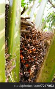 Palm plantation, Palm oil on the crops in green, tropical tree plant palm fruit tree fields nature agricultural farm